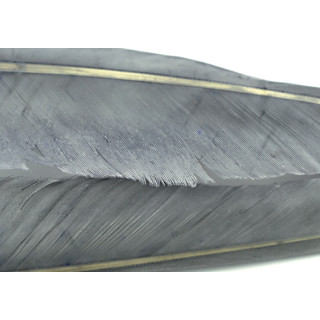 Goose wing feather