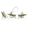 Realistic Fly Grey Grasshopper