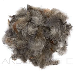 pernice piume di collare chiare tinte blue dun
