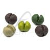 Piombo non tossico LOON Camo Drops scatola 4 scomparti Skinny water