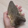 Orecchio di capriolo naturale XL