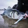 Pesciolino XORUS Patchinko2