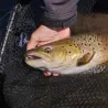 Guadino Adams Built alu salmone /barca