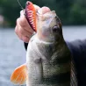 Pesce nuotatore DUO Realis apex vibe tune 68