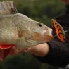 Pesce nuotatore DUO Realis vibration 68 G Fix