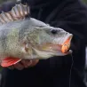 Pesce nuotatore DUO Realis vibration 68 G Fix