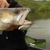 Pesce nuotatore DUO Realis apex vibe 100