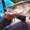 Pesce nuotatore DUO Realis spin 5g
