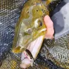 Pesce nuotatore DUO Spearhead ryuki 45 S