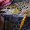Pesce nuotatore DUO Spearhead Ryuki 70 F