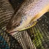 Pesce nuotatore DUO Spearhead ryuki 70 S