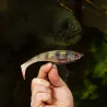 Soft bait BERKLEY Cull shad shallow 15cm