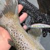 Pesce natante DUO Spearhead ryuki 70 S