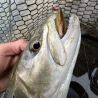 Poisson nageur DUO Realis rozante 63 SP