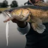 Esca morbida MADNESS Madfin 6