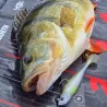 Esca morbida MADNESS Madshad 2 85