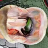 Esca morbida MADNESS Mother worm 8