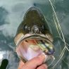 Soft bait MEGABASS Big gabot