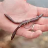 Leurre souple MEGABASS Bottle shrimp 4