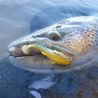 Esca morbida MEGABASS Dark sleeper 3 10g