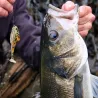 Esca morbida MEGABASS Dark sleeper 3 14g