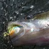 Esca morbida MEGABASS Dark sleeper 3.8 21g