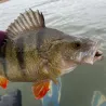 Esca morbida MEGABASS Dark sleeper 3.8 28g