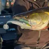Esca morbida MEGABASS Dark sleeper 4.5 35g