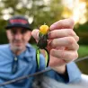 Esca morbida MEGABASS Gabarin Jr