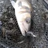 Soft bait MEGABASS Hazedong 4