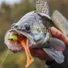 Leurre souple MEGABASS Hazedong shad 5.2