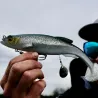 Soft bait MEGABASS Mag draft 8