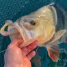 Soft bait MEGABASS Super spindle worm 5 VM