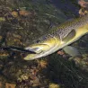 Poisson nageur MEGABASS Great hunting 95
