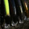 Pesce natante MEGABASS Great hunting 95