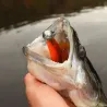 Esca morbida MEGABASS X Layer curly 5
