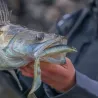 Soft bait MEGABASS X Layer curly 7