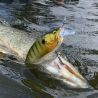 Poisson nageur MEGABASS Big M 2.0