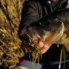 Soft bait NIKKO Nikko craw 2.4