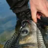 Leurre souple NIKKO Zaza leech