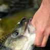 Esca morbida NIKKO Zaza leech