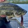 Soft bait RAID JAPAN Buggy craw 4