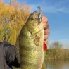 Soft bait RAID JAPAN Head swimmer libero 14g