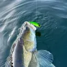 Blade bait RAID JAPAN Level vib boost 11g