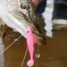 Soft bait SAWAMURA One up shad 2