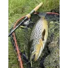 Canna spinning FAVORITE Arena River