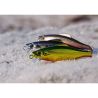 Pesce nuotatore VALKEIN Raxma 55 S
