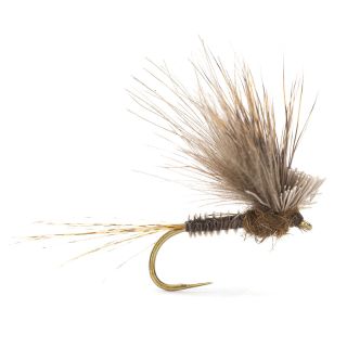 Mosca AB FLY Emergenti ECDYOPUNK M