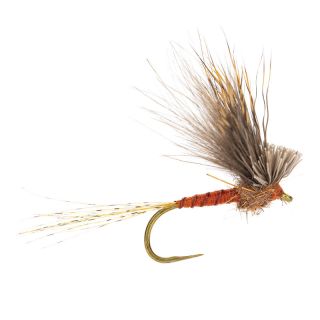 Mosca AB FLY Emergenti ECDYOPUNK RO