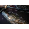 Canna da mosca REDINGTON Big Game 8'3 seta 6